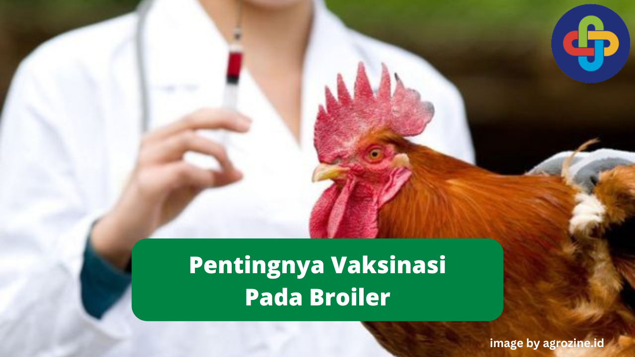 Ketahui Pentingnya Vaksinasi Bagi Ayam Broiler